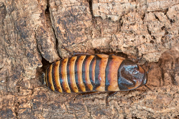 Madagaskar-Fauchschabe (Gromphadorhina, spec,)