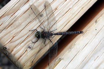 Libelle