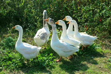 Flight of white geese in the yard