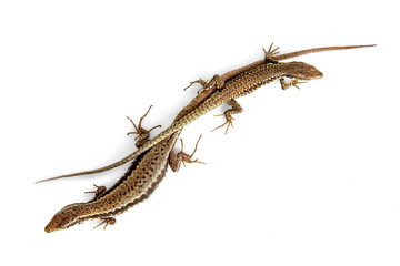 Two lizards - above view isolated on white