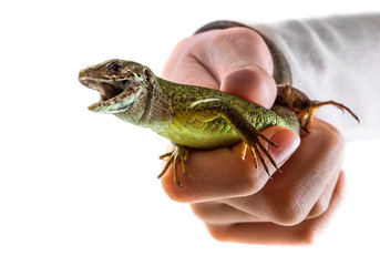 The green lizard in hand isolated on white