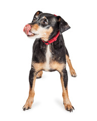 Terrier Crossbreed Dog Licking Lips