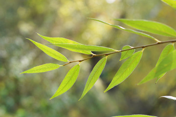 Branch of a tree in a garden