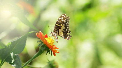 Butterfly on Zinnia flower