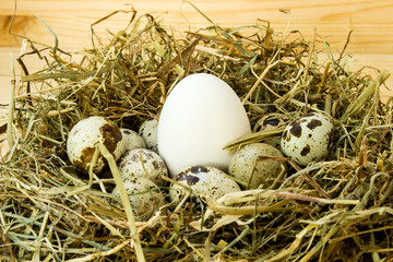 Chicken egg among quail eggs