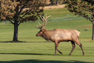 Bull Elk
