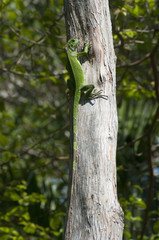 iguana verde su albero
