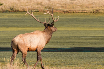 Bull Elk