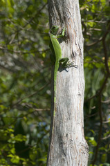 iguana verde su albero