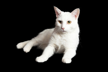 White Cat on Black With Alert Expression