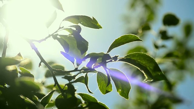 Sunlight shines through tree branches, sunbeam in plum tree orchard