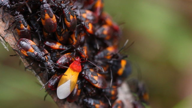 A group of Assassin Bug Molting, this can protect them from preditors.