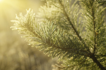Pine sunny tree