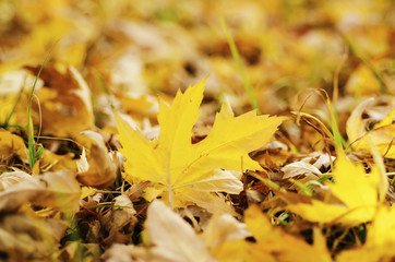 Autumn nature background