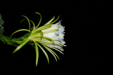Isolated dragon fruit flower