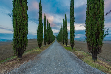Famous cypress road in beautiful shapes