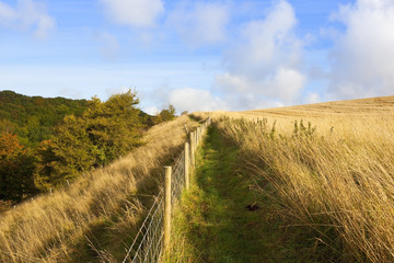 country footpath in autumn