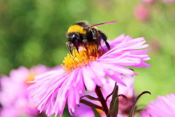 bumblebee sitting on the asters