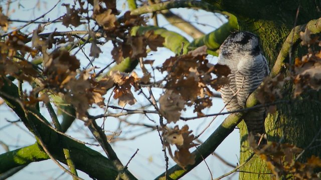 Northern Hawk Owl looking around from its position high up.