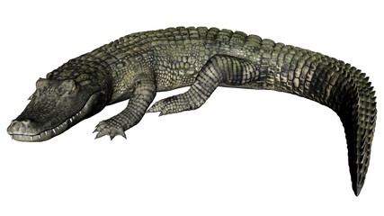 Quiet caiman - 3D render