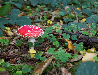 Fliegenpilz im Märchenwald