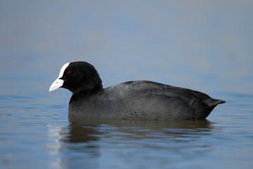 Eurasian or common coot, fulicula atra