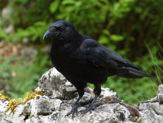 Carrion crow, corvus corone