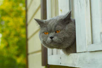 British short hair cat peering out of the window