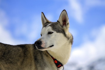Siberian husky dog portrait