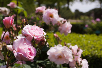 Roses park