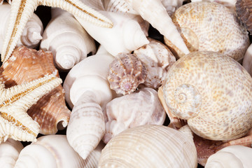 background of group of various seashells