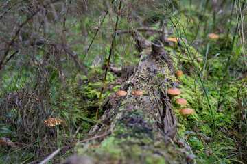 Pilze im Märchenwald