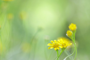 Yellow Daisy Flowers