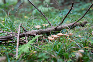 Pilze im Märchenwald