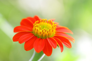 Zinnia flower