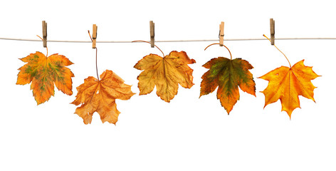 Maple branch hanging on clothesline isolated