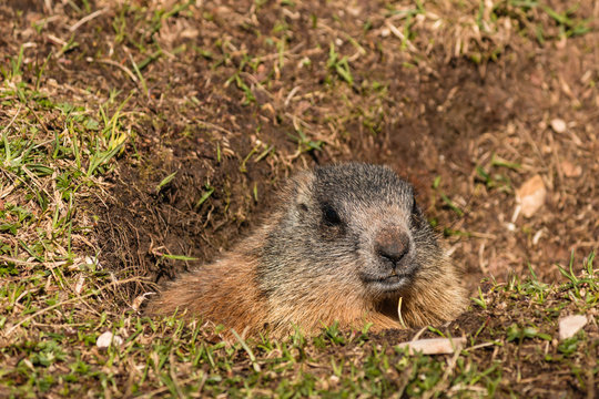 Alpine Marmot In Burrow