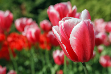 Obraz premium Flower Garden Keukenhof, Amsterdam