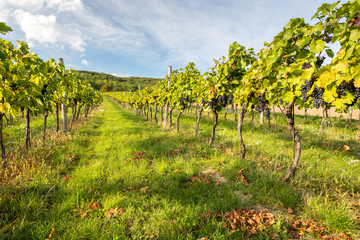 Fototapeta na wymiar Rows of vines in warm light