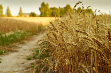  dirt road crossing a wheat field 