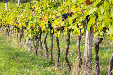 Fototapeta na wymiar Ripe bunches of wine grapes on a vine in warm light