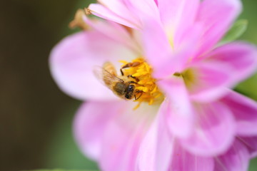 蜜蜂とダリア