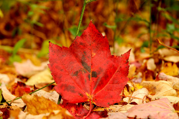 Cadillac Mountain Acadia National Park