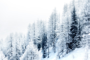 Fototapety  Pokryty śniegiem las