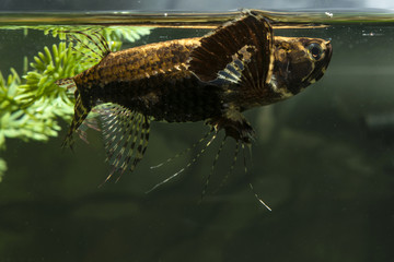 freshwater butterflyfish , Pantodon buchholzi