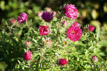 Herbstastern, Asteraceae, in Naturgarten Schleswig-Holstein