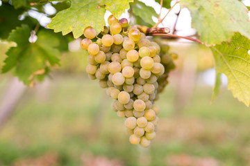 Ripe bunches of wine grapes on a vine in warm light