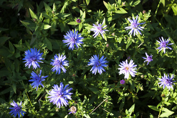 Herbstastern, Asteraceae, in Naturgarten Schleswig-Holstein