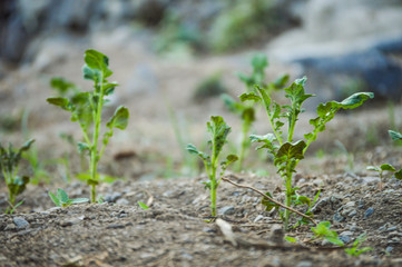 Bio gardening; sprouting potatoes