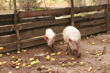 Two pigs in traditional farm